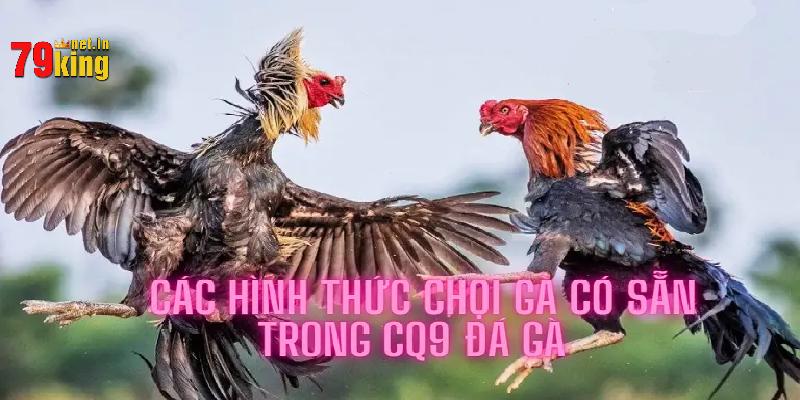 Tham gia vào hình thức chọi kê thu hút được bạn