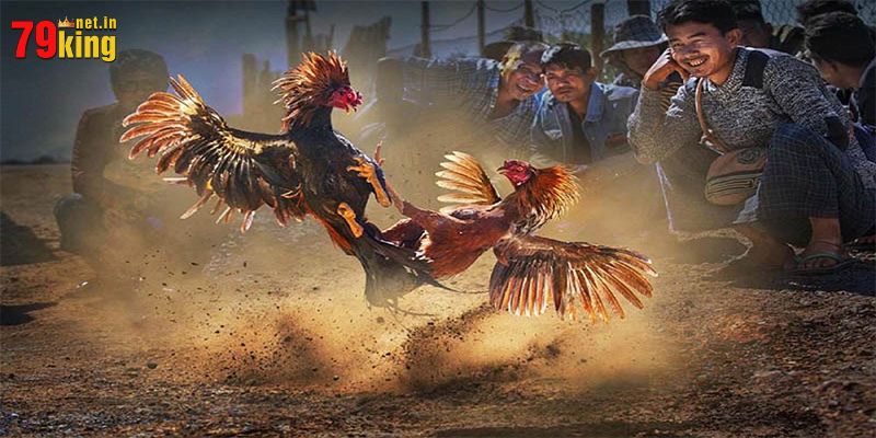 Bí kíp chơi đá gà 79King thắng lớn