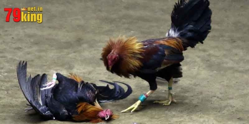 Đa dạng thể loại cược khác nhau tại 79King